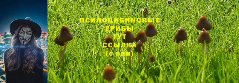 ОМГ ОМГ ТОР  Лысьва  Галлюциногенные грибы Psilocybe 